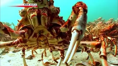 NHK Wildlife - March of the Masses: Great Spider Crabs (2011)