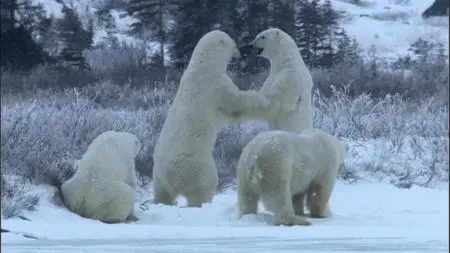 BBC. Nature's Great Events (2009)