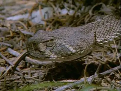 Прирожденные охотники. Диск 1