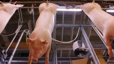 BBC - Meat: A Threat to Our Planet? (2019)