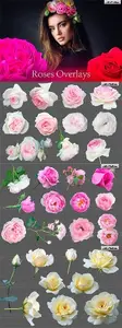 PNG  Roses Photo Overlays 7552048