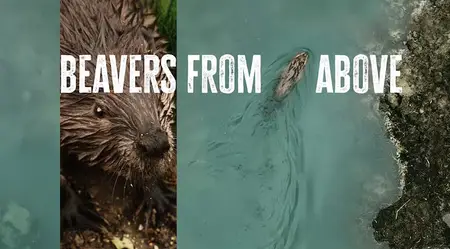 The Nature of Things with David Suzuki: Beavers From Above (2025)