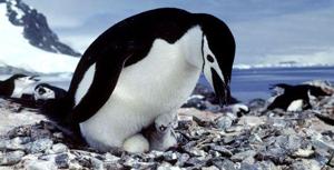 PBS Nature - Penguins of the Antarctic (2006)