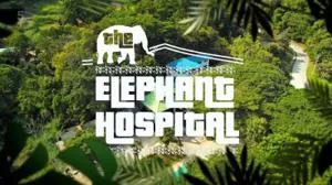 Channel 5 - Elephant Hospital