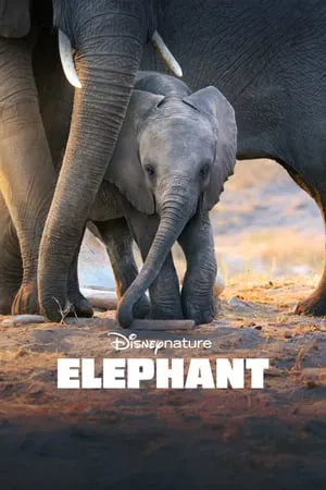 Elephant (2020) [MultiSubs]