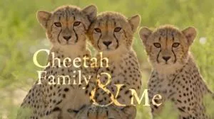 BBC - Cheetah Family and Me