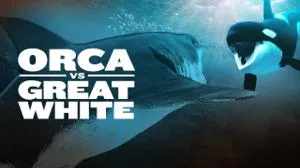 Orca Vs. Great White