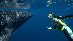 BBC Natural World - Whale Shark (2008)