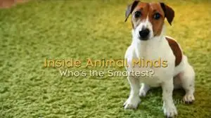PBS NOVA - Inside Animal Minds: Who's The Smartest?