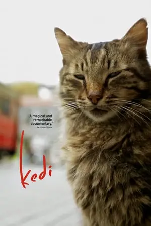 Kedi