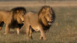 BBC Natural World - Return of the Giant Killers: Africa's Lion Kings