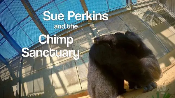 Sue Perkins and the Chimp Sanctuary