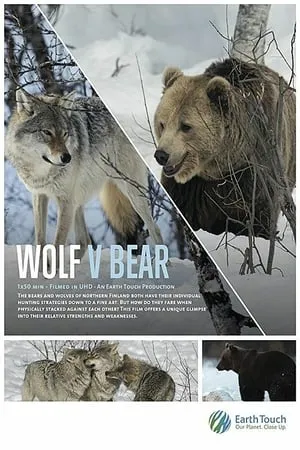 Wolf vs Bear (2018)